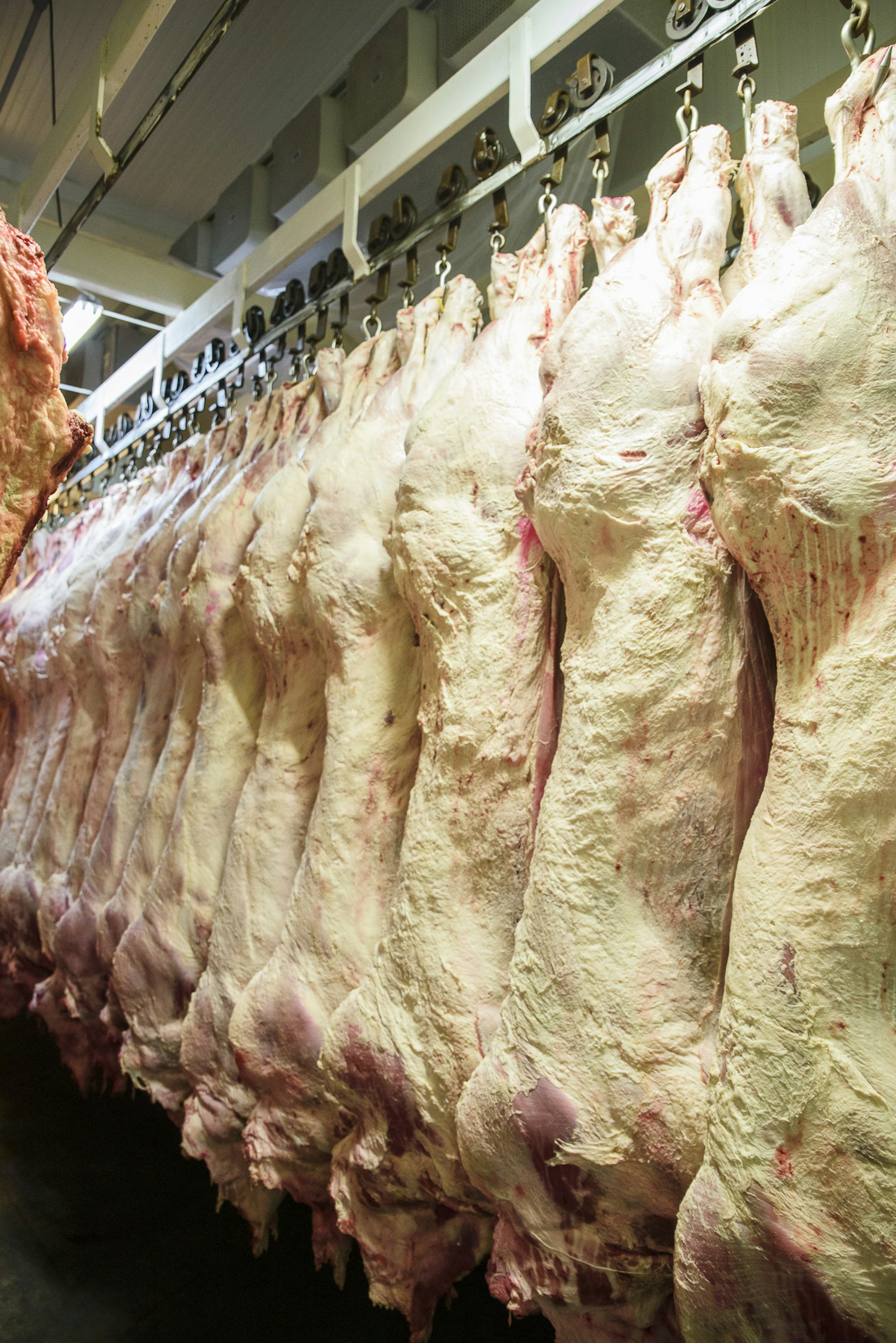 Planta empacadora mayorista de carne Redbuchef
